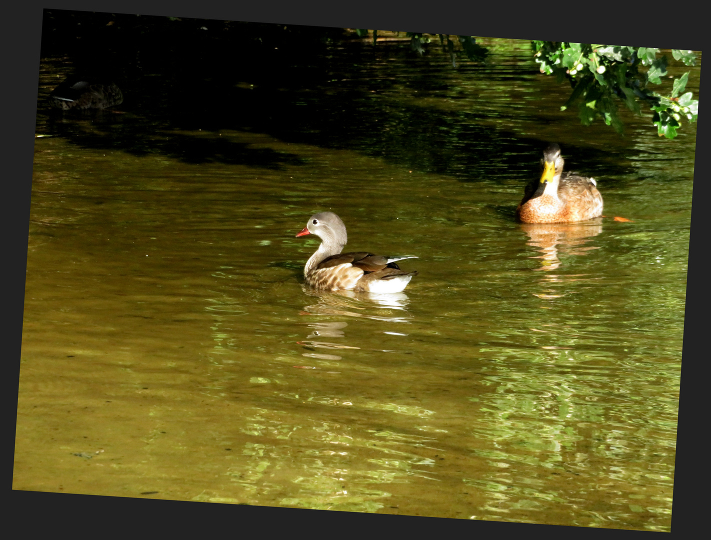 auf dem See .....