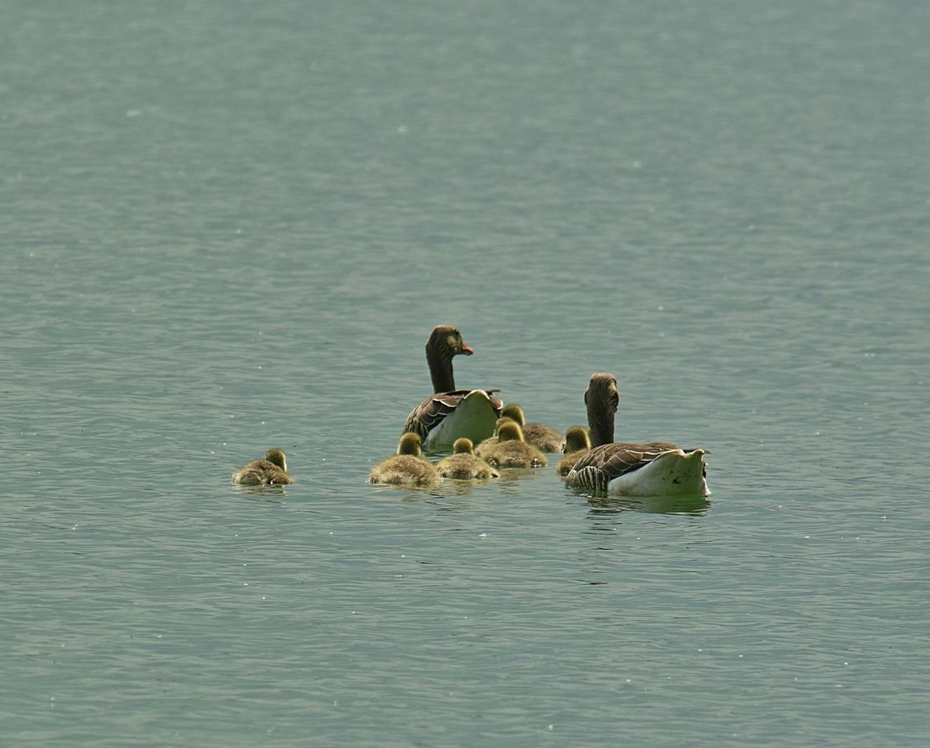 Auf dem See sind sie doch sicherer vor den Fotografen und Füchsen !