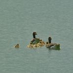 Auf dem See sind sie doch sicherer vor den Fotografen und Füchsen !