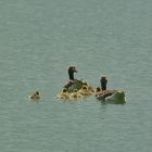 Auf dem See sind sie doch sicherer vor den Fotografen und Füchsen !