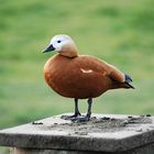 Auf dem Sockel: Das ultimative Rostgans-Denkmal ...