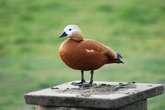 Auf dem Sockel: Das ultimative Rostgans-Denkmal ...