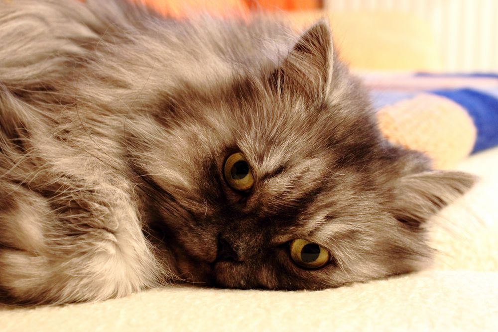 Auf dem Sofa Foto & Bild | tiere, haustiere, katzen Bilder ...
