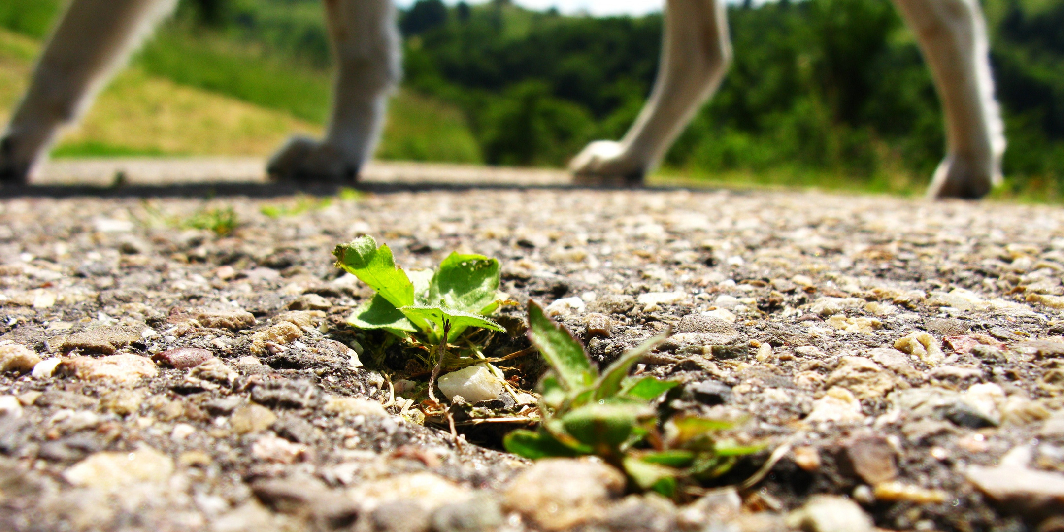 Auf dem Spaziergang.