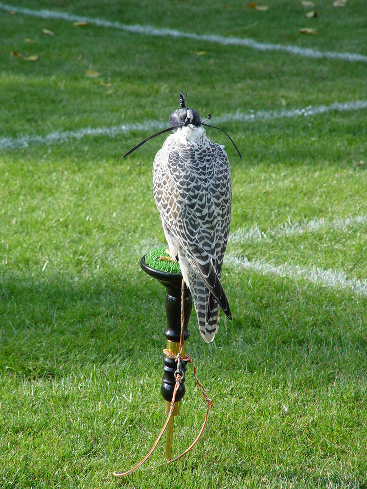 auf dem Sportplatz