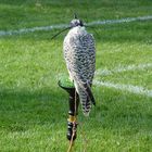 auf dem Sportplatz