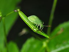 Auf dem Springkraut