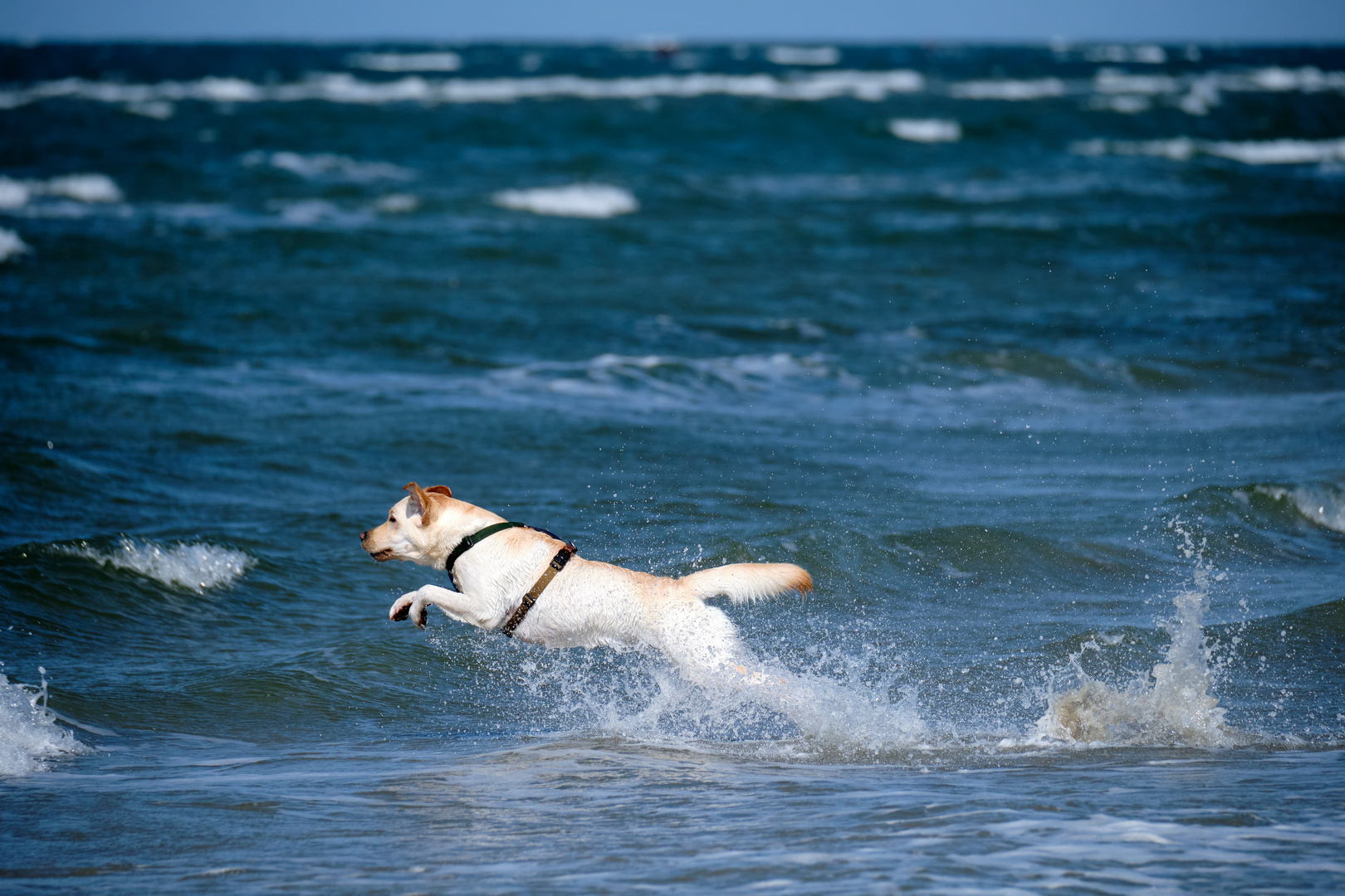 Auf dem Sprung