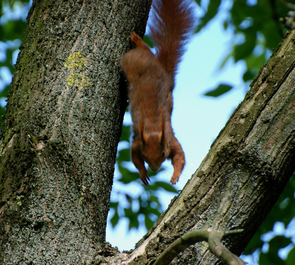 Auf dem Sprung