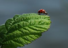 Auf dem Sprung