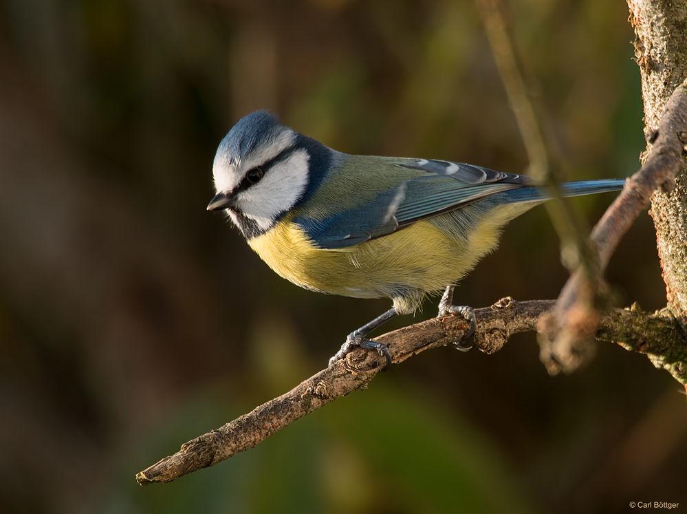 Auf dem Sprung - Blaumeise