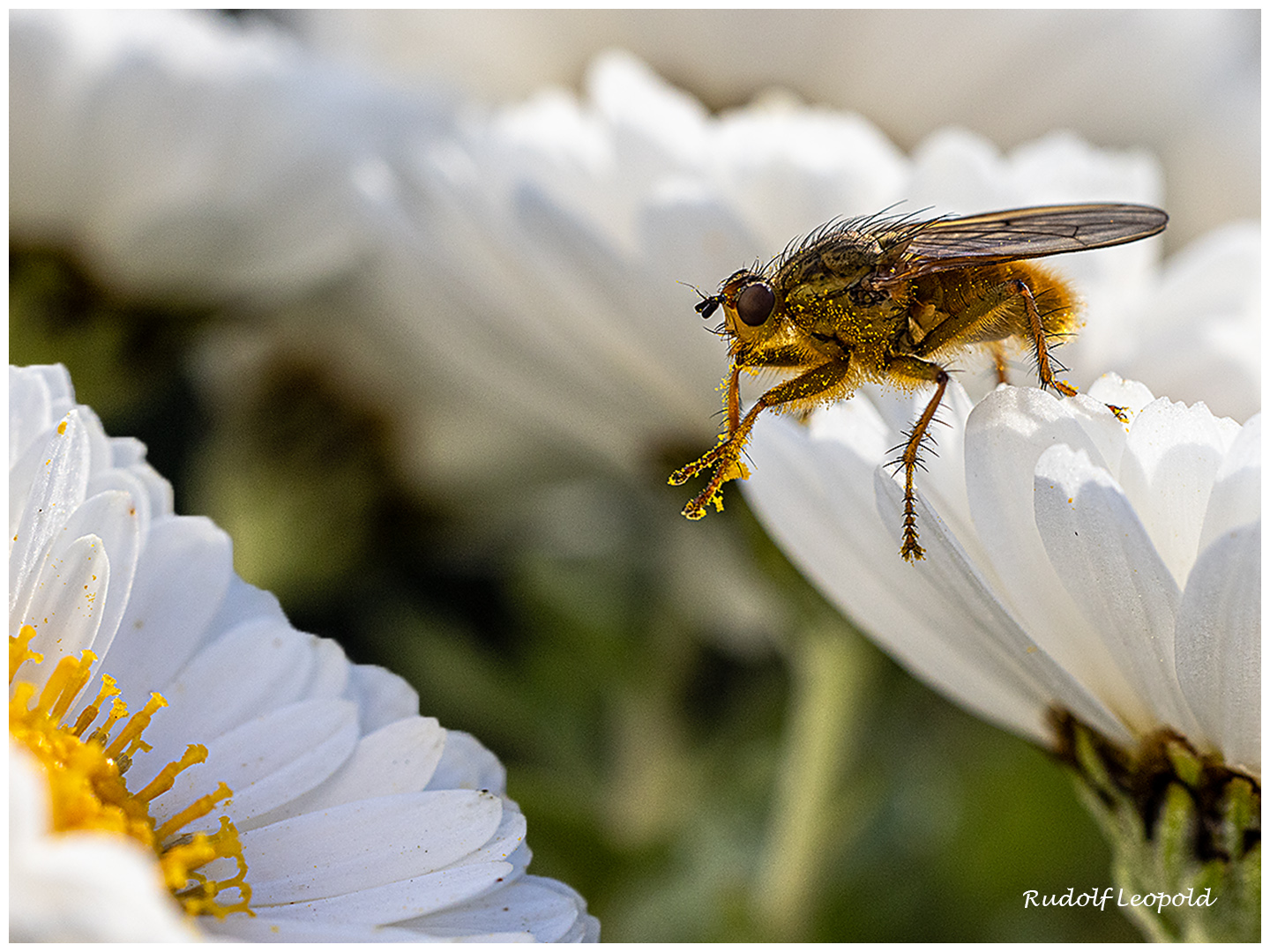 Auf dem Sprung zur nächsten Blüte