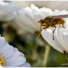 Auf dem Sprung zur nächsten Blüte