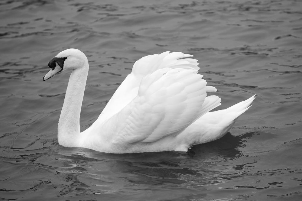 Auf dem Stausee