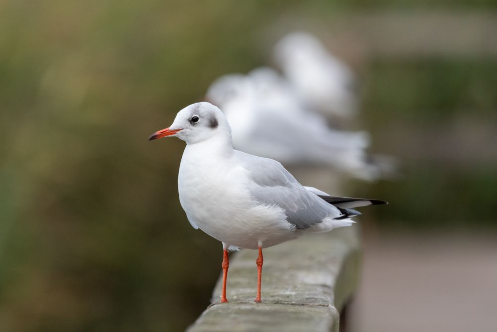 Auf dem Steg