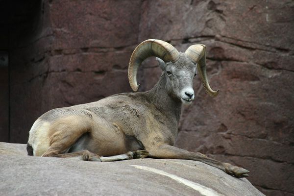 auf dem Stein sitzt ein Bock