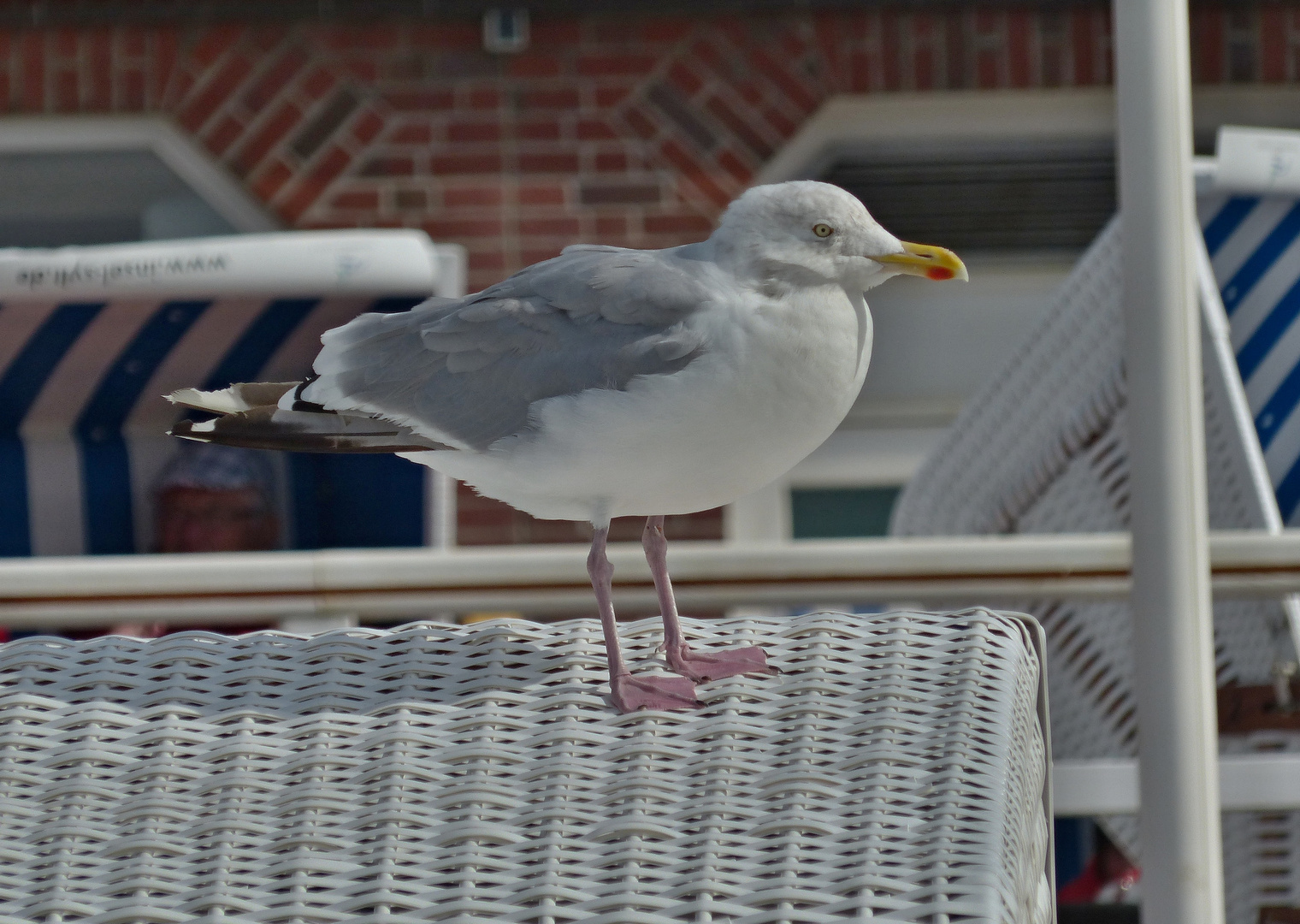 auf dem Strandkorb