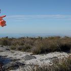 Auf dem Tafelberg/Kapstadt