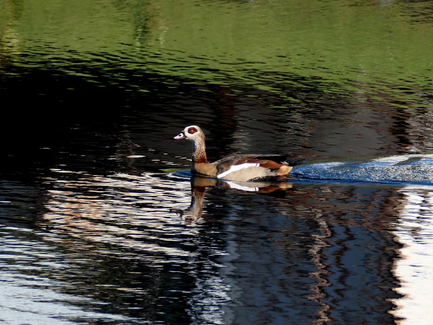 Auf dem Teich