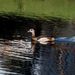 Auf dem Teich