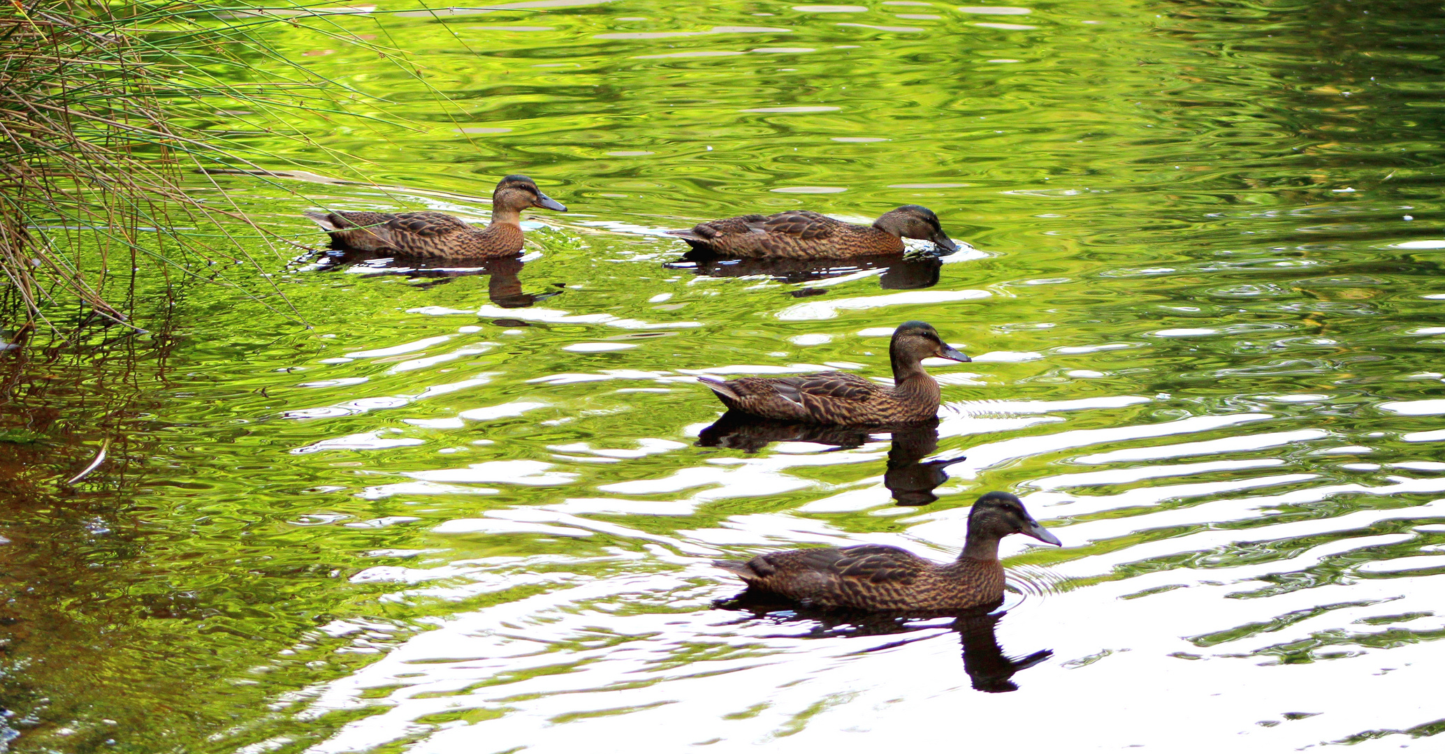 auf dem Teich ...