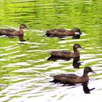 auf dem Teich ...