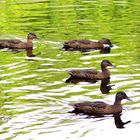 auf dem Teich ...