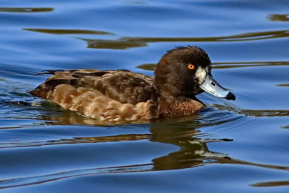 auf dem Teich