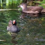 Auf dem Teich