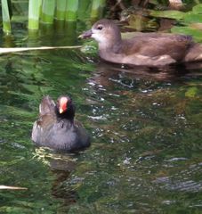 Auf dem Teich