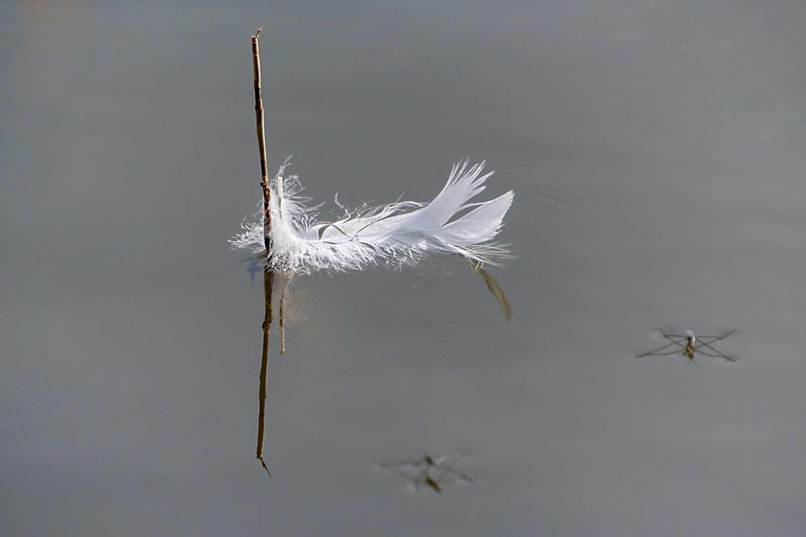 Auf dem Teich