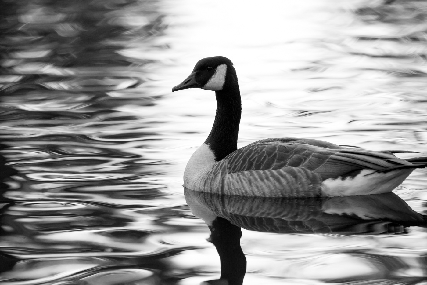 Auf dem Teich