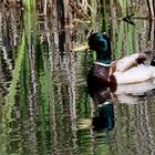 auf dem Teich...