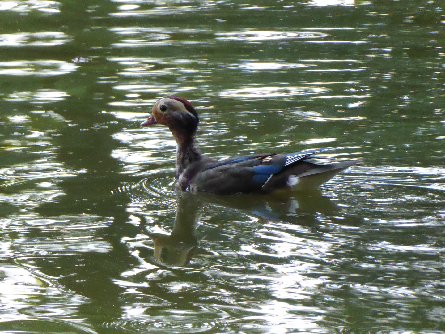 Auf dem Teich