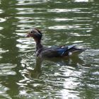 Auf dem Teich