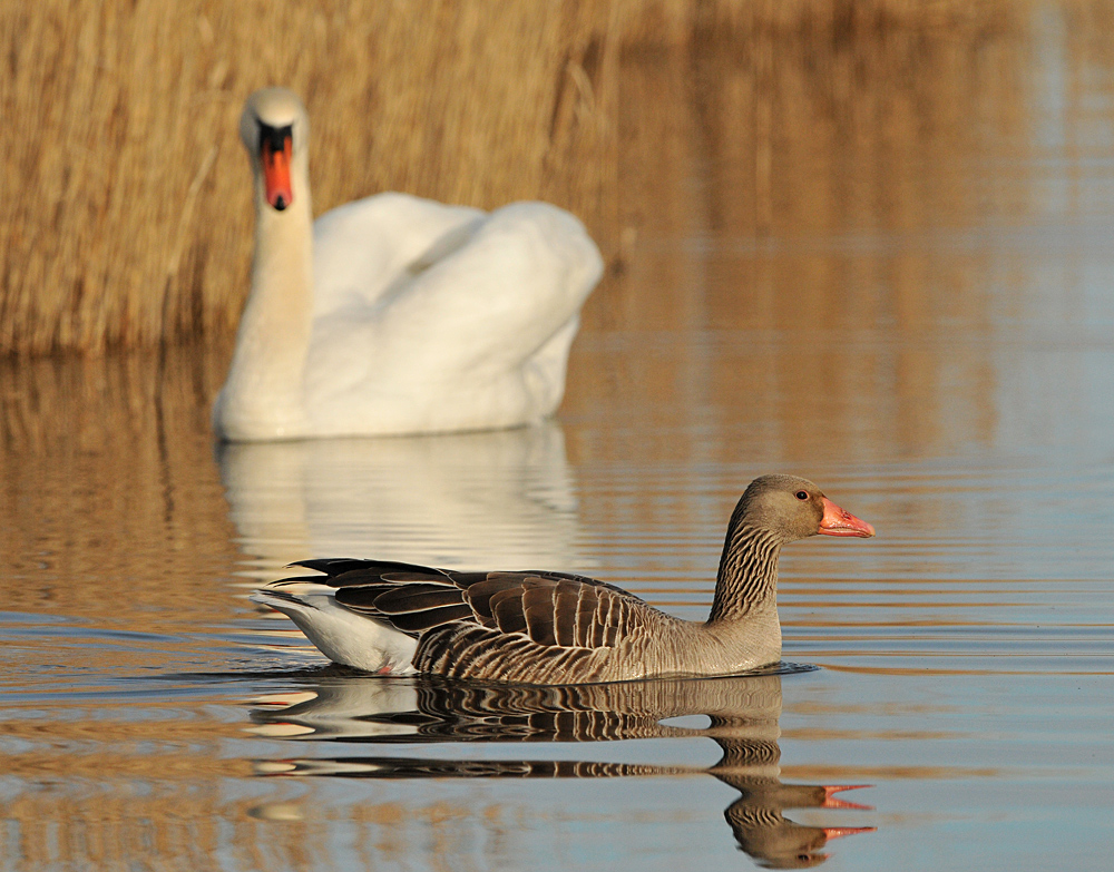 Auf dem Teich: Es geht auch ohne Kampf 01