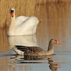 Auf dem Teich: Es geht auch ohne Kampf 01