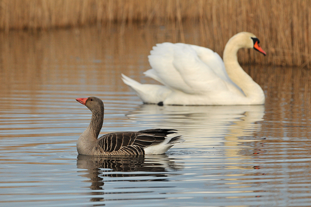 Auf dem Teich: Es geht auch ohne Kampf 02