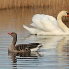 Auf dem Teich: Es geht auch ohne Kampf 02