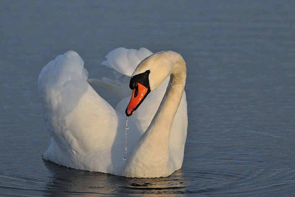 Auf dem Teich: Höckerschwan – Blick