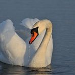 Auf dem Teich: Höckerschwan – Blick