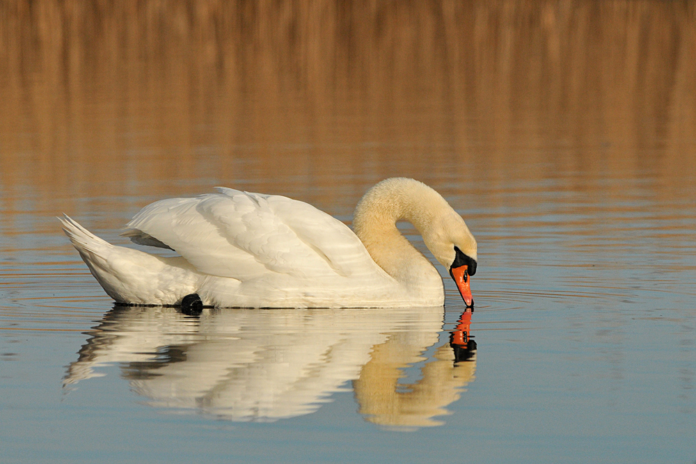 Auf dem Teich: Höckerschwan – Dahingleiten