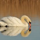 Auf dem Teich: Höckerschwan – Dahingleiten