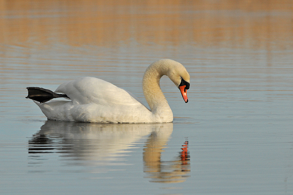 Auf dem Teich: Höckerschwan – Müdigkeit