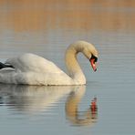 Auf dem Teich: Höckerschwan – Müdigkeit