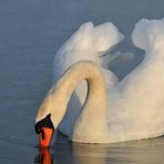 Auf dem Teich: Höckerschwan – Schlürfen 01