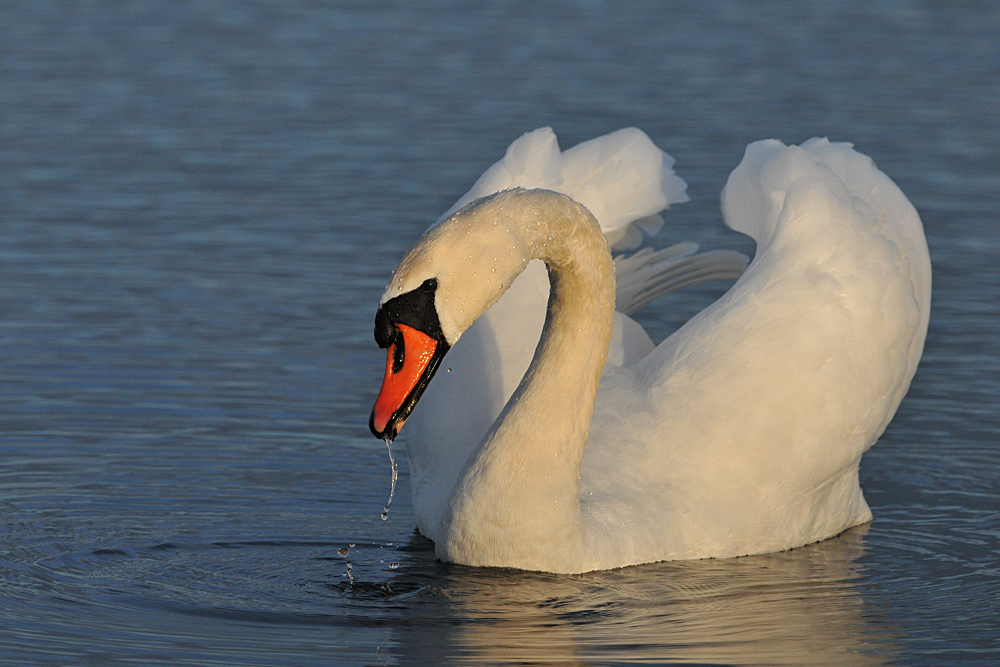 Auf dem Teich: Höckerschwan – Schlürfen 02