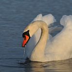 Auf dem Teich: Höckerschwan – Schlürfen 02