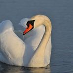 Auf dem Teich: Höckerschwan – Streckenkontrolle 01