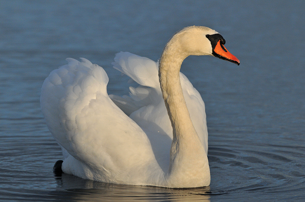 Auf dem Teich: Höckerschwan – Streckenkontrolle 02